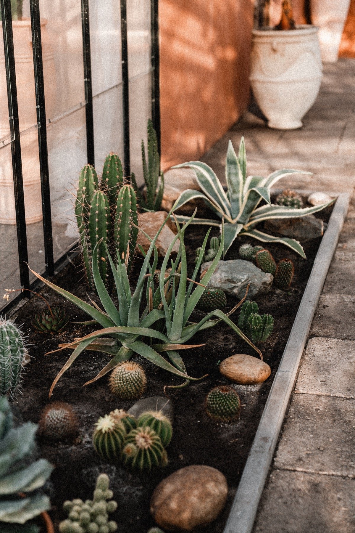Cactussen en natuurlijke materialen in de kas